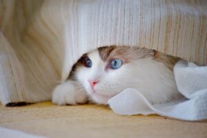 敬老の日に同居していない両親へ贈る思いやりのサプリギフトとは？