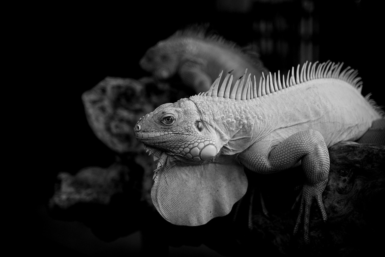 敬老の日に贈るサプリギフトの高級志向相場を知りたい？